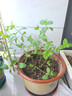 德沃多植物营养土通用8L园艺养花土种菜花卉盆栽多肉种植土 实拍图