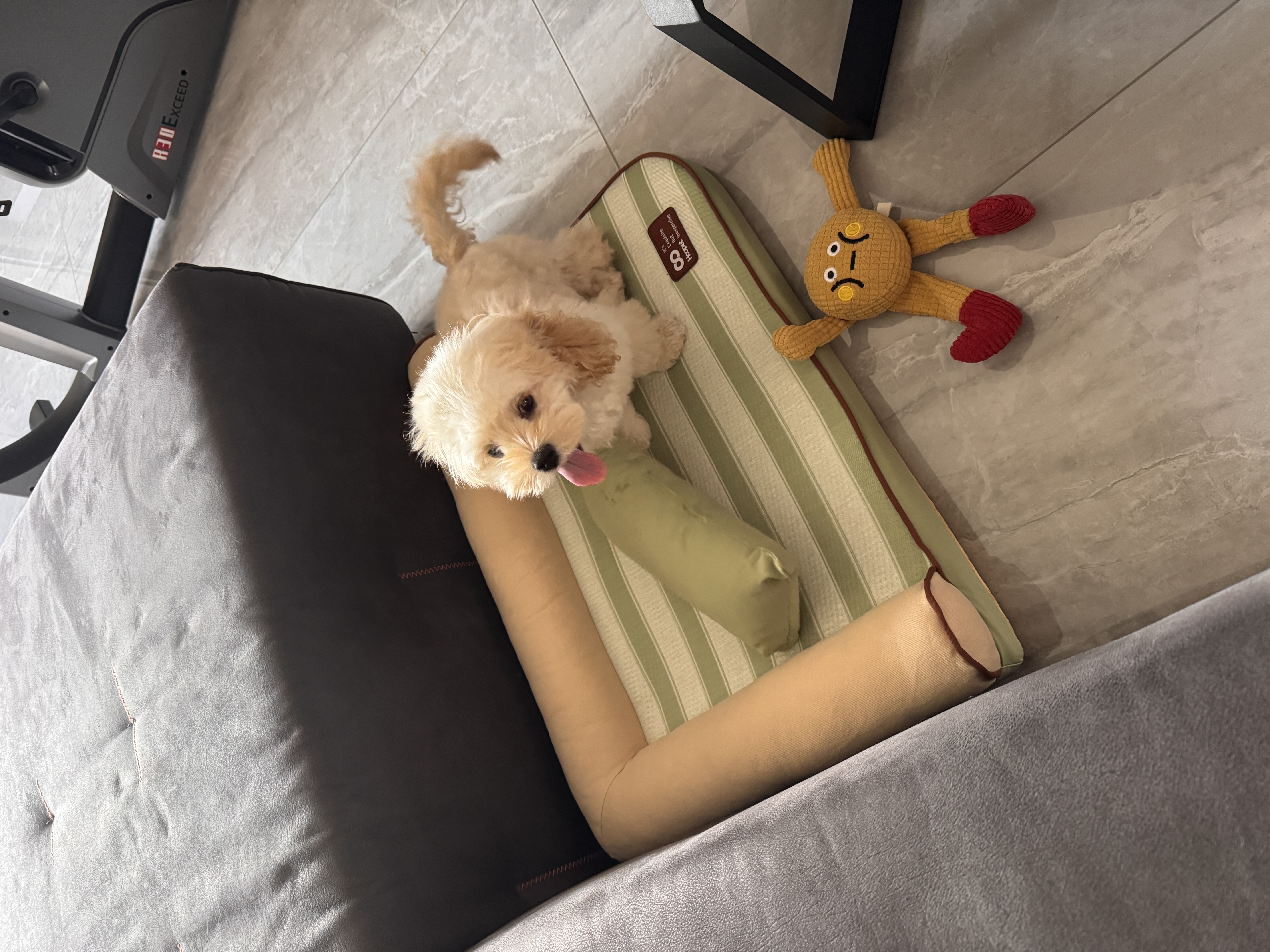 华元宠具（hoopet）夏日凉爽狗窝四季通用全可拆洗夏季中小型犬狗床狗睡窝宠物沙发床 实拍图