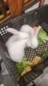 朗缤 兔子活体宠物兔活体新西兰肉兔公主兔小白荷兰侏儒活物兔子宠物 小白公主兔2只（一公一母） 实拍图