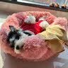 班迪萌婴儿玩具奶瓶拉拉乐宝宝抽抽乐0一1岁益智早教6个月以上新生儿童 【6合1奶瓶拉拉乐摇铃】 实拍图