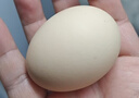 京鲜生 无抗保洁鲜鸡蛋30枚/盒 健康轻食 礼盒送礼 1.5kg/盒 源头直发 实拍图