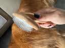 HELLOJOY宠物拉毛梳美容蓬松造型猫梳子梳毛刷狗毛猫毛梳猫咪狗 实木针梳 实拍图