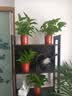 京东绿植绿萝盆栽除甲醛花卉绿植办公室新房净化空气110福字8盆装源头直 实拍图
