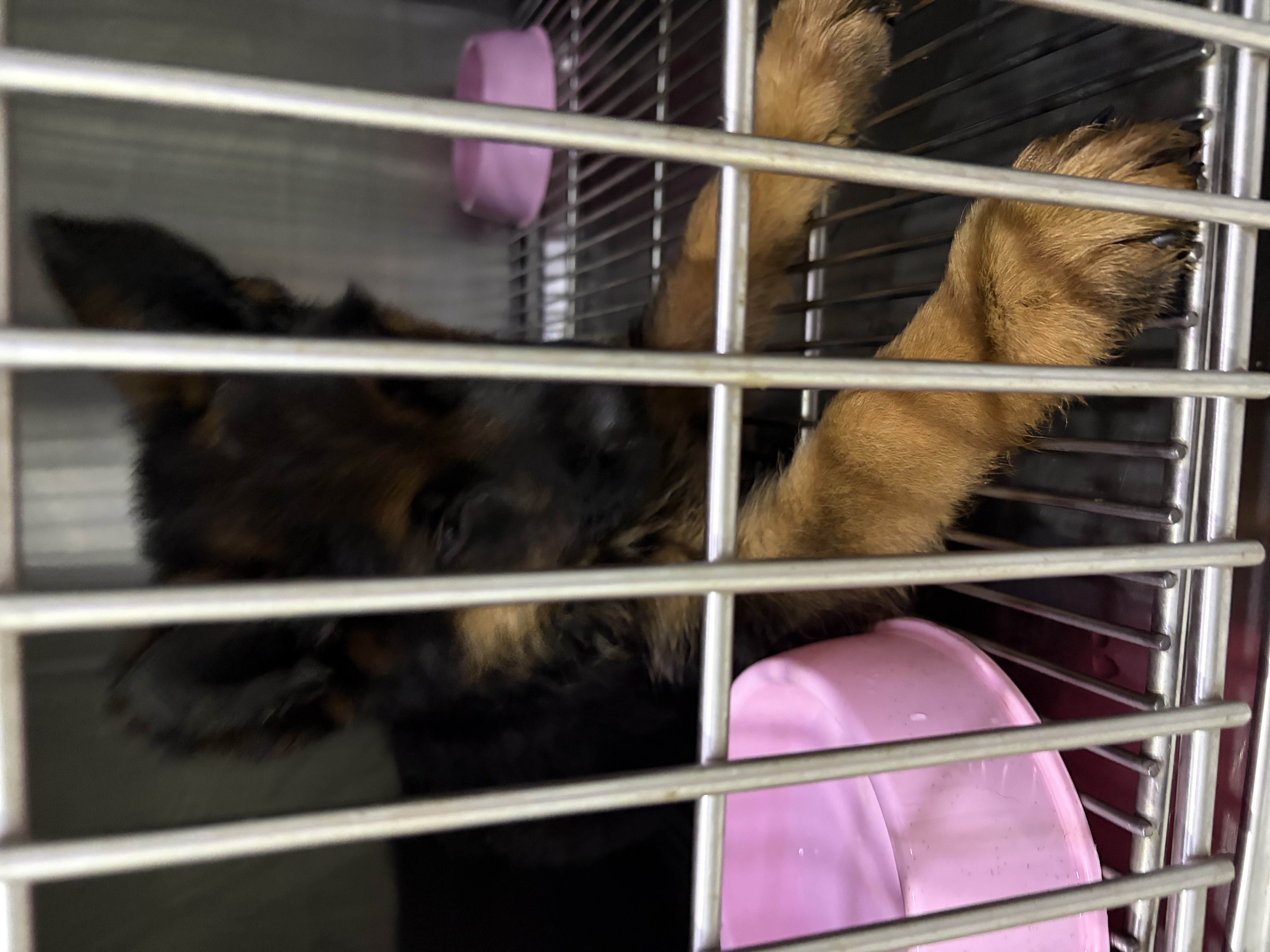蒂瑞科纯种德牧幼犬弓背黑背德国牧羊犬活体大型狼狗猎犬宠物狗 血统级 实拍图