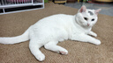 喔喔（WOWO）全价猫粮 经典大蓝包冻干三鲜成猫通用猫干粮囤货装 鳕鱼虾9kg 实拍图