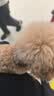 海洋之星低温烘焙狗粮真鲜肉成犬幼犬粮1kg （八宝橄榄鸭肉配方） 实拍图