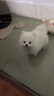 皇家狗粮 幼犬狗粮 宠物 小型犬 MIJ31 全价犬粮 2-10月 2KG 实拍图