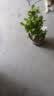 开时果 栀子花盆栽浓香型大花苗 四季懒人好养植物室内阳台庭院耐热花卉 加仑盆【120#栀子花】 实拍图