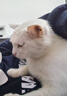 网易严选全价冻干双拼猫粮3.0 猫干粮成猫幼猫通用高鲜肉粮 自营金选1.8kg 实拍图