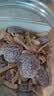 海珠园李解古早李饼700g果脯蜜饯陈皮甘草双华李饼话梅食品福建特产零食 陈皮李饼700g 实拍图