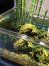 创宁水陆两用变频水泵静音过滤循环潜水泵CN9500-40W 10档流量调节 实拍图