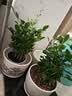 琅阙九里香盆栽办公室桌面绿植室内好养花卉盆栽驱蚊植物源头直发 实拍图