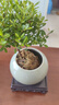 京东绿植小叶赤楠老桩苗微景观水培办公室内好养绿植盆栽绿冰裂源头直发 实拍图