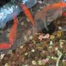 德瑞水族 鱼饲料锦鲤饲料育成色扬增体鱼食金鱼饲料血鹦鹉鱼鱼粮中粒1.5kg 晒单实拍图