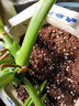 美乐棵 通用营养土养花花肥种植土花土肥料种菜土盆栽绿植专用土壤8L 实拍图