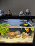 米家小米智能生态客厅桌面小型鱼缸超白玻璃一体缸过滤增氧自循环免换 实拍图