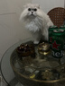 网易严选猫湿粮零食浓汤大口肉罐头鸡肉+三文鱼 85g*24罐 实拍图