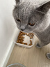 皇家猫粮 英短成猫粮 BS34 通用粮 12月以上 2KG 实拍图