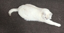 疯狂的主人猫抓板仿剑麻猫抓垫耐磨不掉屑宠物地垫地毯猫抓150*100CM 实拍图