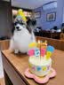 果思萌 宠物狗狗生日猫咪蛋糕手工自制泰迪金毛柯基宠物零食定制含头像 4寸鸡肉（不含头像） 实拍图