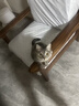 网易严选全价冻干双拼猫粮3.0成猫幼猫干粮鲜鸡肉7.2kg【囤货装】宠物金选 实拍图