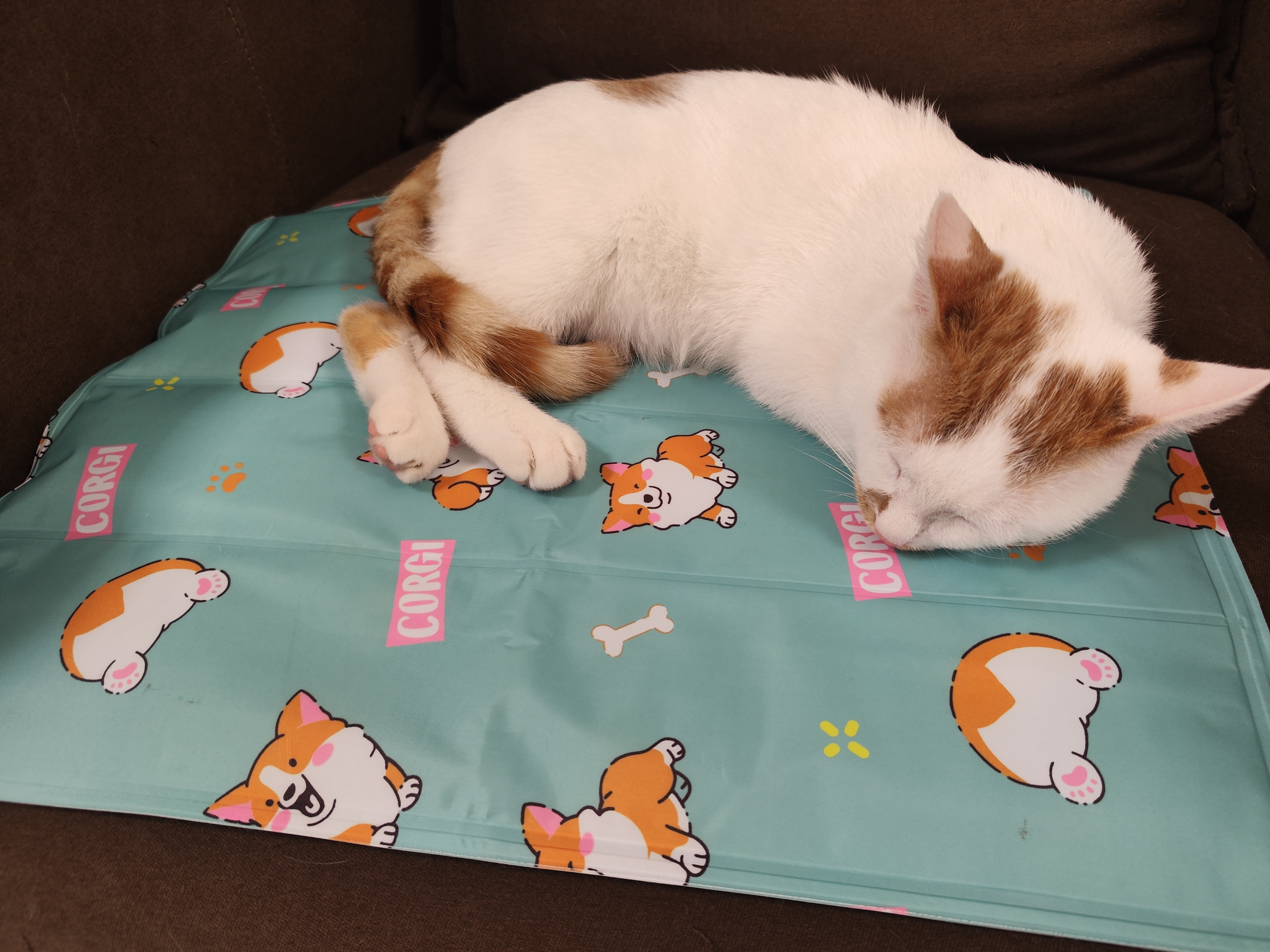 HOUYA宠物冰垫夏季冰窝猫窝猫垫子睡觉用降温凉席凉垫狗狗睡垫猫咪用品 实拍图