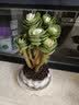 花翁室内客厅多肉绿植物花卉盆栽玉锦金钱木老桩（白莲花盆）源头直发 实拍图