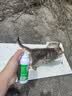 修灭盾喷剂宠物驱虫喷雾猫咪狗狗驱虫去跳蚤虱子蜱虫专用户外驱蚊喷雾 实拍图
