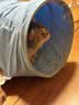 ZEZE猫隧道猫床猫咪通道四季通用可拆洗幼猫玩具宠物猫咪用品 实拍图