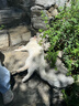 约克先生宠物零食猫咪磨牙化毛膏排毛球粒营养即食鲜鸡肉冻干猫草棒50g 实拍图