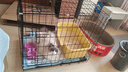 宠乐乖（CHONGLEGUAI）狗笼猫笼狗笼子中小型犬带厕所幼犬折叠便携猫笼子猫咪兔笼700ZG 实拍图