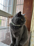 甜浪海猫咪精油项圈狗狗防护项圈猫铃铛围脖颈圈猫狗圈项链配饰宠物用品 实拍图