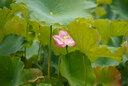 适马（SIGMA）70-200mm F2.8 DG DN OS | Sports 全画幅微单 恒定大光圈变焦镜头70200（索尼E卡口） 实拍图