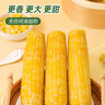 穗康水果甜玉米4.48斤火锅煲汤开袋即食低脂早餐健身代餐 实拍图