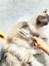 HELLOJOY宠物猫咪狗狗排梳猫梳子宠物去浮毛开结钢梳布偶长毛猫专用猫毛梳 实拍图