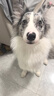 伯纳天纯鸭肉梨冻干三拼全价狗粮中大型犬小型犬成年犬粮10kg/20斤 实拍图