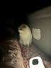 喵梵思混合猫砂豆腐膨润土混合猫砂低尘吸水猫砂猫厕所豆腐砂2.5kg/包 混合猫砂15kg（6包） 实拍图