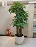 叹为观止大型植物发财树各种大颗盆栽开业乔迁客厅办公室内好养大型花卉 三杆发财树【1.6-1.8米】 含盆 实拍图