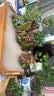 森森（SUNSUN）超声波雾化头鱼缸造雾器水池假山大雾量盆景加湿器喷雾造景浮漂 0.5平米内面积用彩灯雾化器一个 实拍图