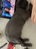 喵仙儿猫抓板窝剑麻垫耐磨不掉屑保护沙发猫爪板垫子宠物用品50*80 实拍图
