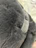 野兽派家居（tbh）懒蓝猫长条抱枕靠垫卧室夹腿办公室抱枕沙发可爱腰枕车载抱枕 实拍图