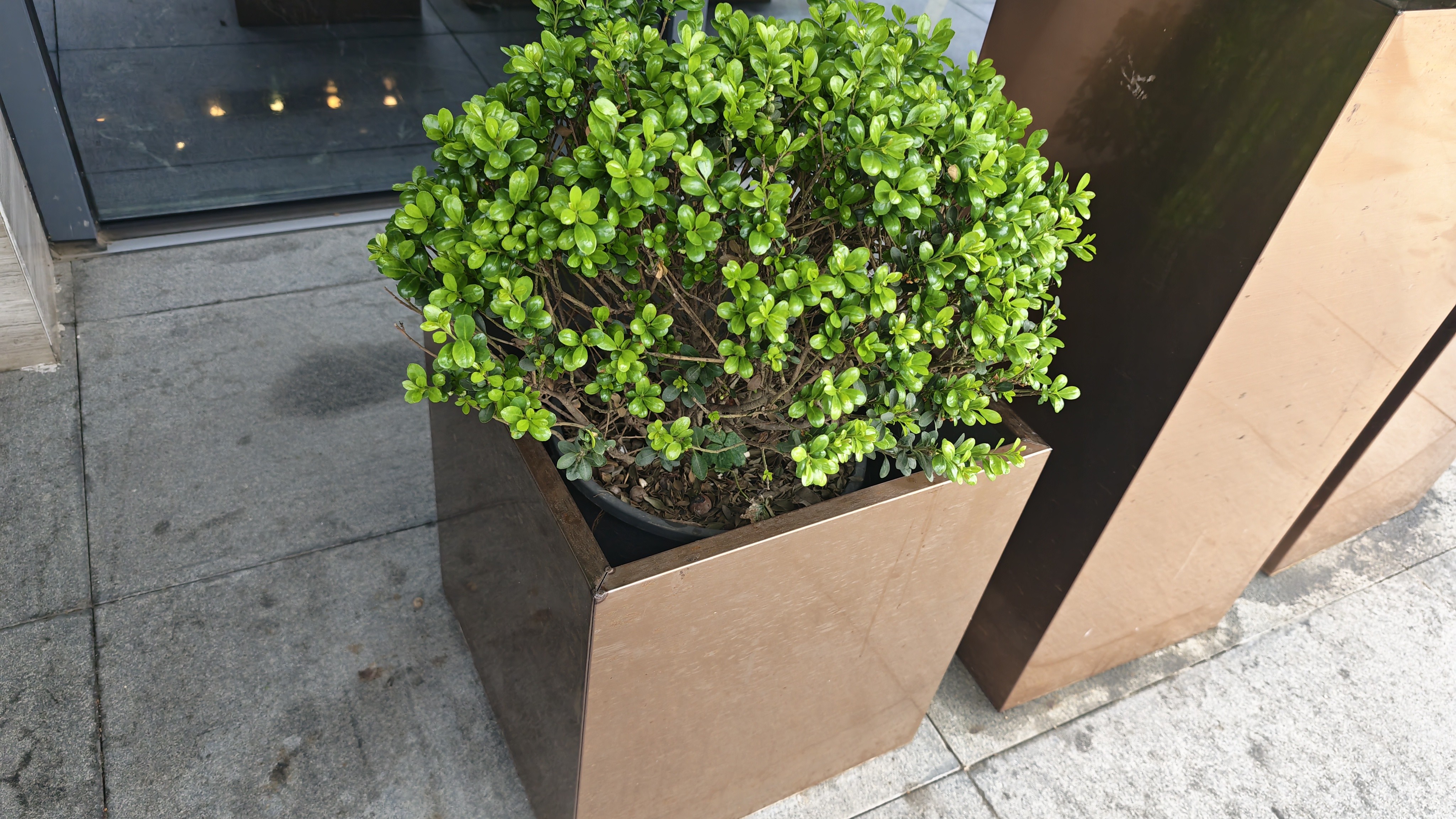 半亩花田香氛花瓣沐浴露持久留香鲜花纯露洗发水控油蓬松沐浴洗发套装 实拍图