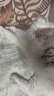 皇家泌尿道处方猫粮LP34稀释尿液溶解鸟粪石成猫全价处方粮配方粮6KG 实拍图