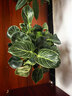 HB-101植物活力素营养液100ml促生长兰花多肉僵苗生根液养花植物通用 实拍图
