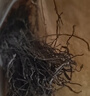 西知堂茵陈200g嫩茵陈绵茵陈干茵陈三月嫩芽嫩尖泡水泡酒泡茶 实拍图