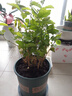 陶粒通用型垫底陶粒养花专用花盆铺面陶土种植土兰花多肉营养土 2升园艺陶粒（中颗粒12-16mm） 实拍图