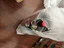 五粮液 普五八代 世界杯联名款 浓香型白酒 52度 500mL*6瓶 整箱装 618 实拍图
