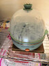 九阳（Joyoung）煮蛋器多功能智能蒸蛋器7个蛋量 ZD7-GE130（飞泉绿） 实拍图