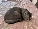伯纳天纯经典系列通用蓝猫金渐层美短成猫猫粮毛球管理1.5kg/3斤 实拍图