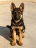 皇家狗粮 德牧幼犬狗粮 犬粮 宠物大型犬 AGS30 全价犬粮 2-15月 12KG 实拍图